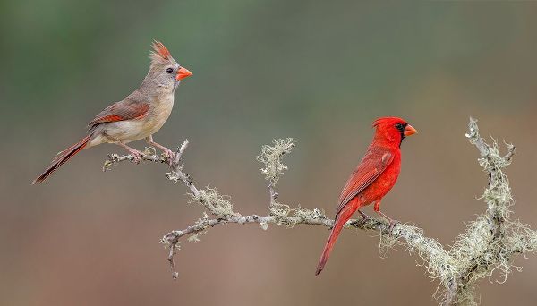Jones, Adam 아티스트의 Male and female Northern Cardinals Rio Grande Valley-Texas작품입니다.